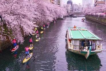 桜クルーズ開催のお知らせ!–【公式】横浜倶楽部