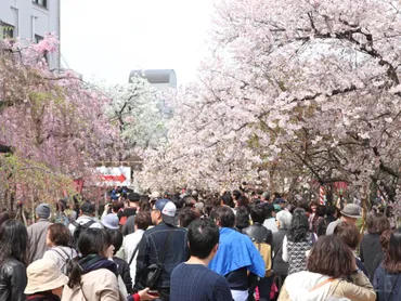 大阪の春の風物詩造幣局「桜の通り抜け」、年ぶりに開催へ–