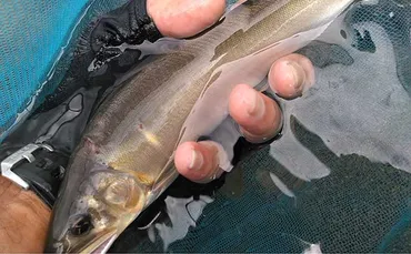 晩夏の揖保川でアユトモ釣り満喫大アユ狙いで級を匹手中