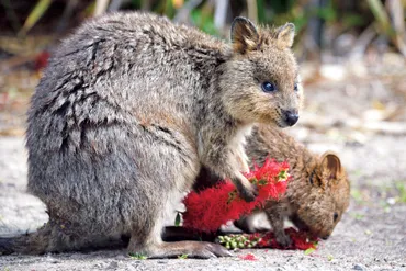 西オーストラリアの旅。世界一幸せな動物゛クオッカ゛が迎えるロットネスト島へ