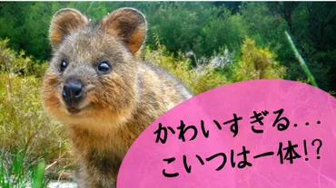 パース・ロットネスト島で世界一幸せな動物「クオッカ」とセルフィーしてきた!