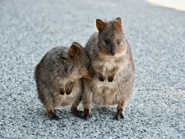 世界一幸せな動物「クオッカ」とは?上手に写真を撮るコツも解説