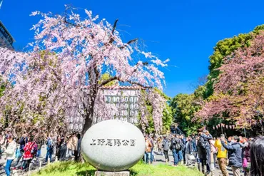桜゛東京花見!オススメお花見スポット