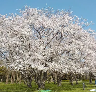 水元公園の桜(葛飾区)