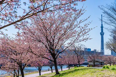 年最新版】東京都内の桜穴場スポット選!混雑を避けて楽しめるお花見スポットまとめ♡