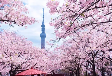 東京・浅草の隅田公園で開花した桜の花。キロにわたって隅田川の両岸を彩るソメイヨシノ、オオシマザクラ、サトザクラ