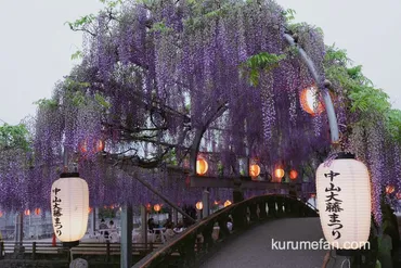 中山大藤まつり樹齢約年の藤夜のライトアップも【柳川市】