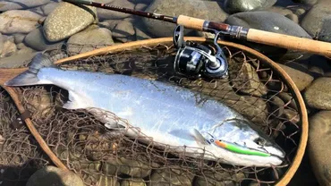 九頭竜川 サクラマス・アユ釣り徹底攻略！釣れるポイントは？遊漁券は？（釣り情報？)福井県 九頭竜川 サクラマス・アユ釣りの魅力と釣り方