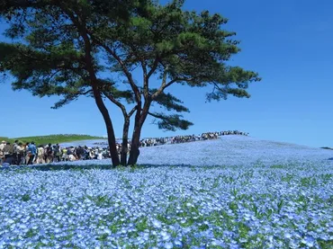 【見頃はいつ？】ひたち海浜公園ネモフィラ2024！混雑回避方法や見どころを徹底解説？ネモフィラ青の世界へ！ひたち海浜公園へのアクセス方法や混雑状況をチェック