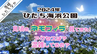 茨城ひたち海浜公園】ネモフィラが見頃！アクセスは？混雑しているの？