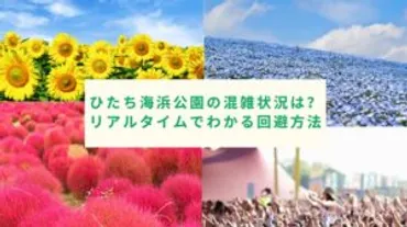 ひたち海浜公園の混雑状況！今日のリアルタイムでわかる回避方法と混雑予想カレンダー