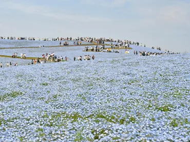 国営ひたち海浜公園のネモフィラが満開にネモフィラブルーの限定グルメも