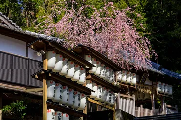 桜咲く京都六所神社の紅しだれ花景色-