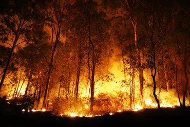 国際】世界的に山火事が増加し、健康・経済被害増加。背景には人間活動と気候変動。・共同報告