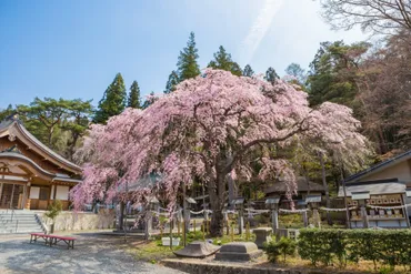 必見‼️東北にある縁結び❤️人気の神社⛩️選婚活特集
