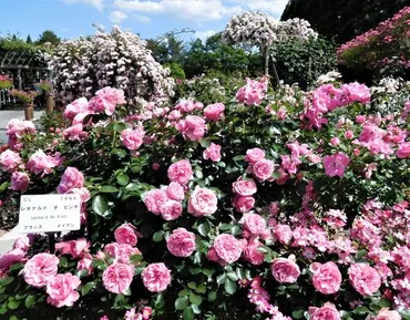 ２０１７年６月 広島湯めぐり その２ 湧永満之記念庭園できれいなバラを見ました。』三段峡・安芸太田・北広島(広島県)の旅行記・ブログ by  イロコさん【フォートラベル】