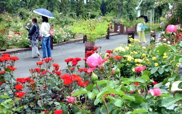 安芸高田市の湧永庭園、一推しのバラ見頃 25日にレオピン祭 