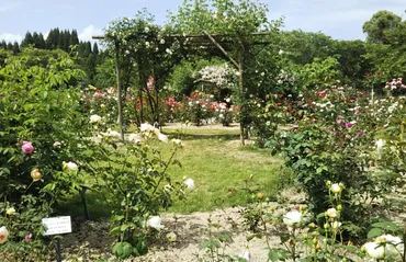 湧永満之記念庭園に季節の花を見に行こう