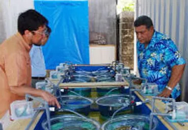 海面上昇に対するツバル国の生態工学的維持
