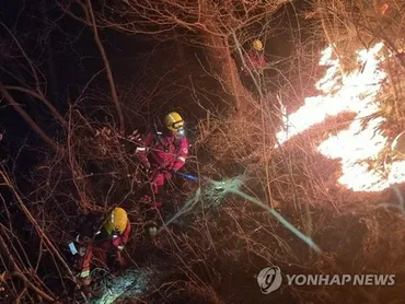 韓国山火事の被害とPWJによる緊急支援、ARROWSの活動とは？（解説）甚大な被害をもたらした韓国山火事と、PWJによる支援活動の全貌