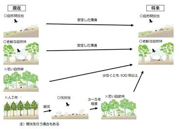 イヌワシが狩りをする環境の創出試験補足資料~『イヌワシのハビタットの質を向上させる森林管理手法の開発試験計画』の概要~