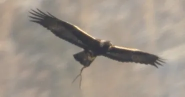 絶滅危機、イヌワシ守れ環境省、浅間山で復活プロジェクト森林伐採し採餌場創出/長野