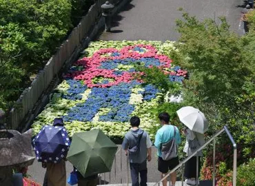 アジサイでミャクミャク万博応援、京都・三室戸寺(共同通信)