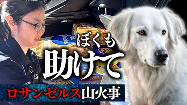 アメリカロサンゼルス山火事】ペットが避難しているアニマルシェルターへ物資支援をしました