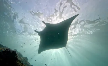 世界一周】バリ島ダイビングはヌサペニダ島が最高！マンタにサンゴ礁！–なっちる先生