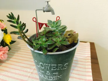セリアはガーデニングにもお役立ち！多肉植物のコーディネートに初挑戦。