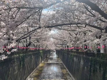 東京の桜2025：開花情報から穴場スポット、モデルコースまで徹底解説！（？）2025年東京の桜、見どころ完全ガイド