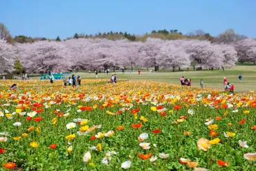 東京でゆっくりお花見しよう!東京都内の穴場桜スポット選