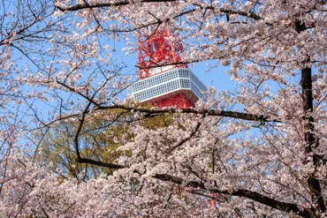 新宿御苑・千鳥ヶ淵・目黒川」東京の桜名所めぐり〜春爛漫大都会の桜景色