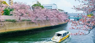 東京の春を満喫!年おすすめ桜の花見スポット選