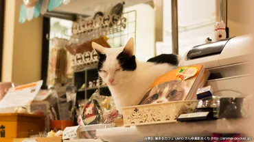 猫まるカフェUeno：上野駅直結！猫と食事を楽しめる空間は？猫カフェとは！？