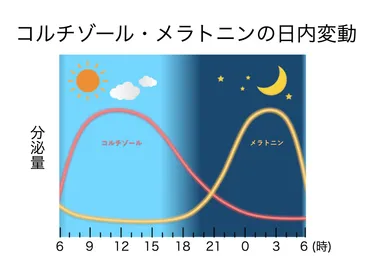 睡眠ホルモンと熟睡のコツ