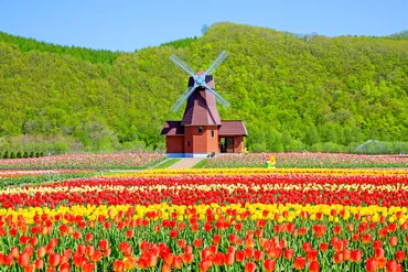 かみゆうべつチューリップ公園の魅力とは？北海道の春の絶景！！