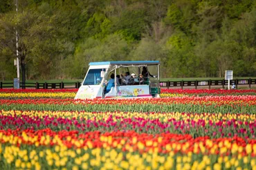 オホーツクの花名所「かみゆうべつチューリップ公園」：北海道湧別町 