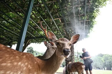 ミスト独占するシカない 猛暑対策風景が観光客に人気 奈良公園 奈良県:朝日新聞
