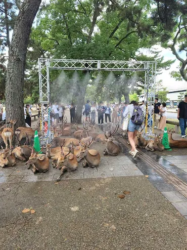 公園に設置されたミスト 真下で涼んでいたのは…「想像以上だった」「これは仕方ない」 – grape グレイプ