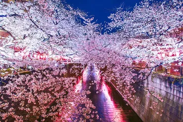東京の桜、2025年のおすすめ桜スポットは？🌸イベント、名所、穴場を徹底解説！2025年、東京で桜を楽しむ、お花見ガイド