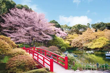 ホテルニューオータニ 日本庭園の桜（千代田区） 