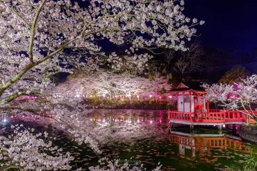 茂原公園の桜」日本さくら名所100選の夜桜を撮影