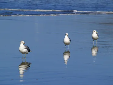 沖ノ鳥島における日中の攻防