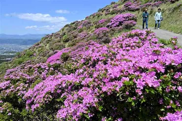 ミヤマキリシマ、仙酔峡彩る この10年で最多 阿蘇市HPで開花状況発信