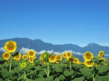 北杜市明野サンフラワーフェス：広大なひまわり畑の絶景は、夏の思い出にぴったり？見どころ満載のイベントとは！？