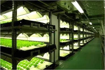 シンガポール野菜工場、未来の食卓を彩る？シンガポールで広がる植物工場、日本の技術が貢献