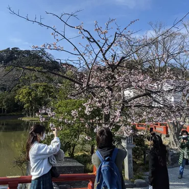 2025年 鎌倉桜紀行！知っておきたい桜の名所と見どころは？春の鎌倉を彩る！桜の名所ガイド