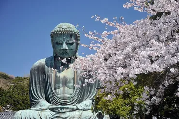 鎌倉大仏殿高徳院の桜（鎌倉市） 