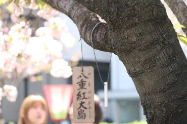 桜の通り抜け、140年の歴史と未来への展望とは？(大阪造幣局)造幣局「桜の通り抜け」の歴史と魅力を徹底解説！